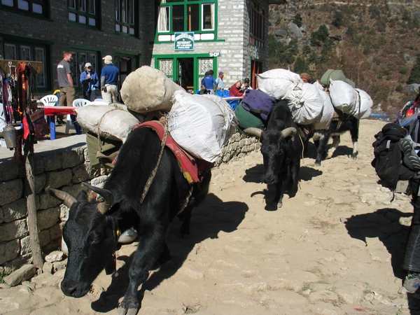 yaks