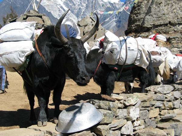 yaks